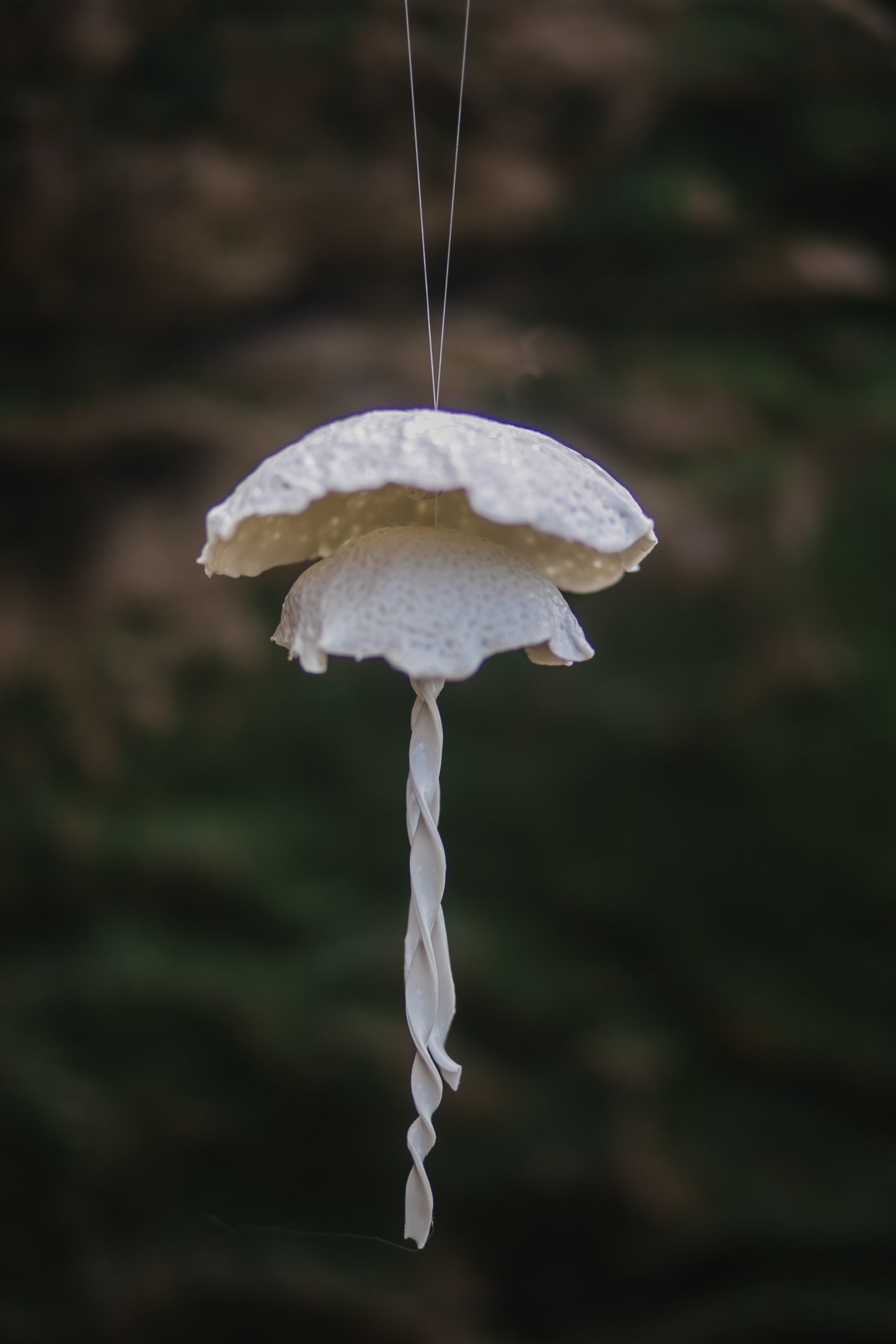 Porcelain jellyfish