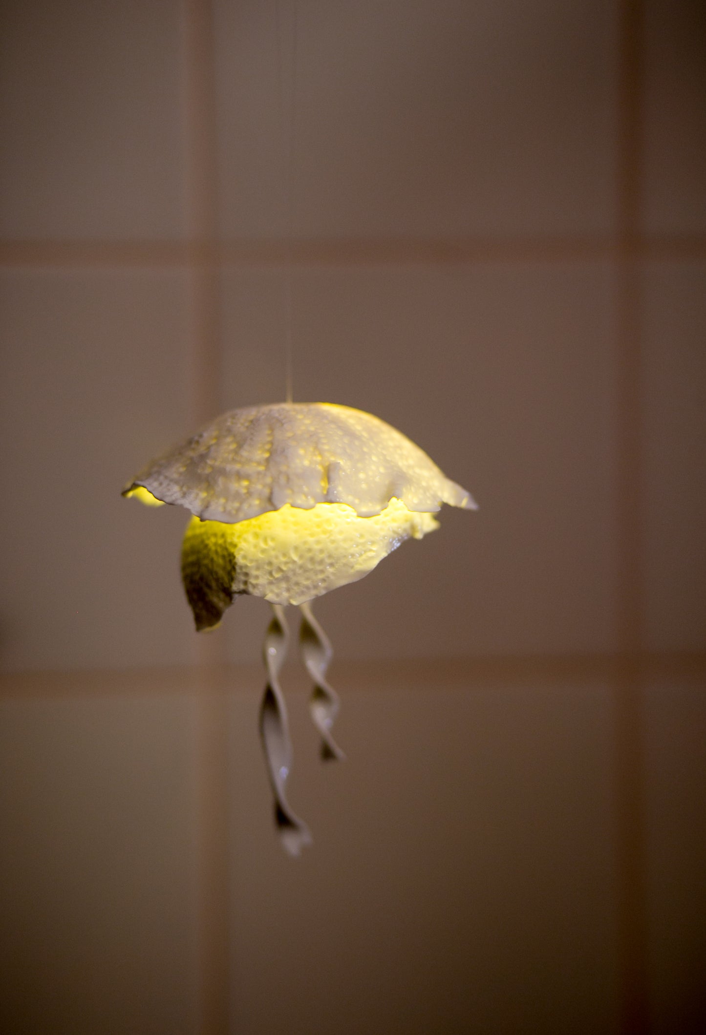 Porcelain jellyfish